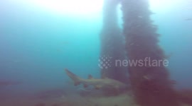 Grey Nurse Shark Caught with Fishing Hook