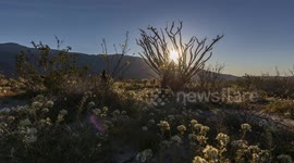 Stunning time lapse of milky way over California desert wildflower bloom