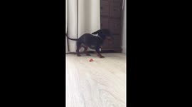 Dog gets seriously excited about a cookie