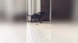 Newsflare Edit - Puppy gets excited about a cookie