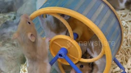 Hamsters  having fun on a wheel