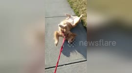 Stubborn golden retriever refuses to walk any further