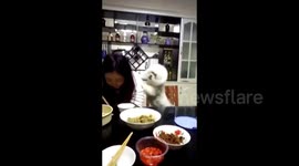 Poodle hits its owner for not sharing food with it
