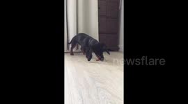 Newsflare Edit - Dog gets seriously excited about a cookie