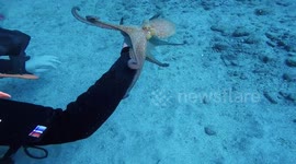 'Friendly' octopus won't let go of diver's hand
