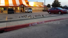 Blackbird (aka The Crow) Funeral Service 830512830