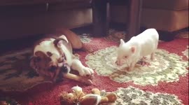 Pets - sibling rivalry