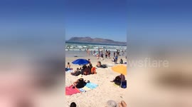 Newsflare Edit - What happens when the sharks come out to swim