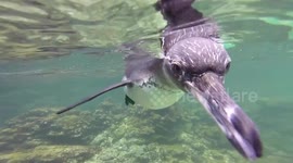 Galápagos penguin tries to steal diver's camera