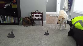 Guilty Dog out of the Room