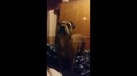 Funny Dog