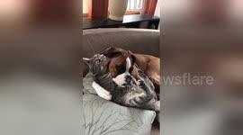 Boxer dog takes care of kitten
