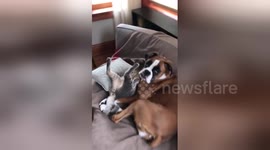 Newsflare Edit - Boxer loves her kitten