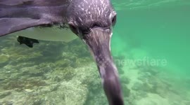 Galápagos penguin tries to steal diver's camera
