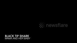 Blacktip Reef Shark - Mother and baby