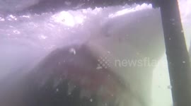 Massive great white shark tries to get at cage divers