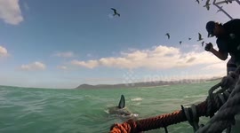 Newsflare Edit - Massive great white shark tries to get at cage divers