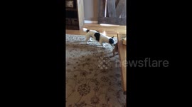 Newsflare Edit - Dog and puppy have feisty tug-of-war over sock