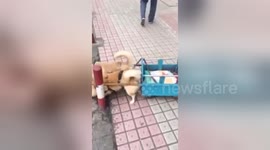 Newsflare Edit - 成都:主人自制小狗拉车逛街