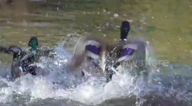 Two male ducks fight over a female