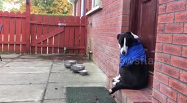 Dog embarrassed after owner dresses him in t-shirt