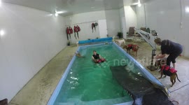 Magnificent 7 getting swimming lessons