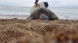 Endangered Sea Turtle Resting On Beach Maui Hawaii