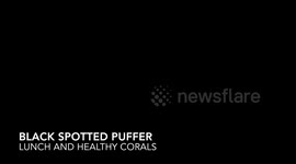 Blackspotted Puffer - Lunch and Healthy Corals
