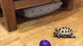 Pet tortoise erratically chases ball across living room