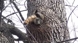 Fat raccoon almost gets stuck in tree hole
