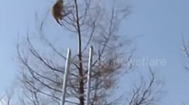 Police rescue cat stuck up tree, by shaking it wildly