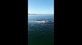 BAJA'S CUTEST BABY WHALE - A VERY CLOSE ENCOUNTER
