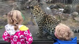 Leopard repeatedly scares girl at zoo