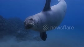Cool footage of seal interacting playfully with divers
