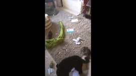 Owner returns home to chaos from his two dogs