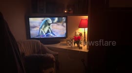 Small dog barks at animals on TV
