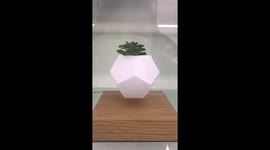 Plant seems to magically float