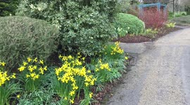Spring walk through Alexandra Park