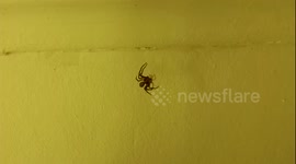 Spider in action