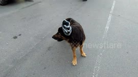 Just a cute dog in a wooly hat