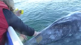 Lucky tourists get to 'pet' grey whale mother and calf