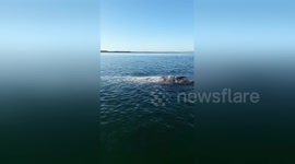 Newsflare Edit - BAJA'S CUTEST BABY WHALE - A VERY CLOSE ENCOUNTER