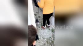 Newsflare Edit - Lead training the cat