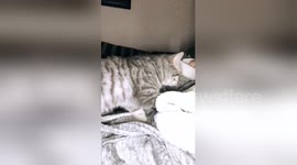 Newsflare Edit - Chicky gets comfy