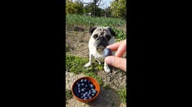 Pugandcat : pug eating blueberries