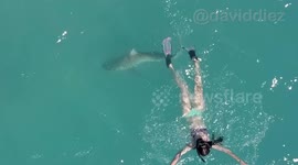 Swimmer comes ominously close to being attacked by shark