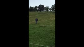 Me being chased by cows