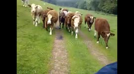 Chased by cows