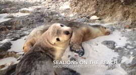 Adorable sea lion plays on beach