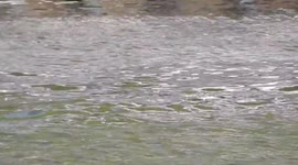 A seal in the Yarra River in the centre of Melbourne!